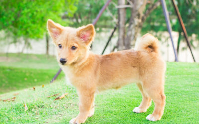 When Is The Best Time To Spay Or Neuter My Small Mixed Breed Dog?