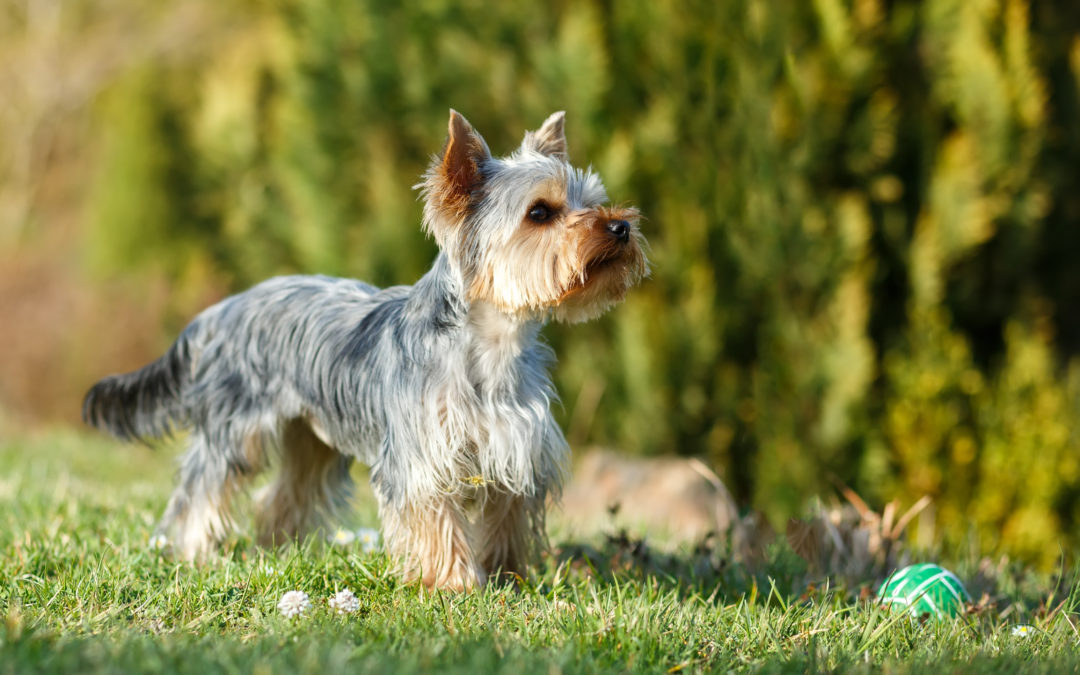 When Is The Best Time To Spay Or Neuter My Yorkshire Terrier?