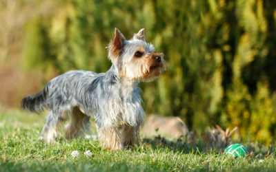 When Is The Best Time To Spay Or Neuter My Yorkshire Terrier?