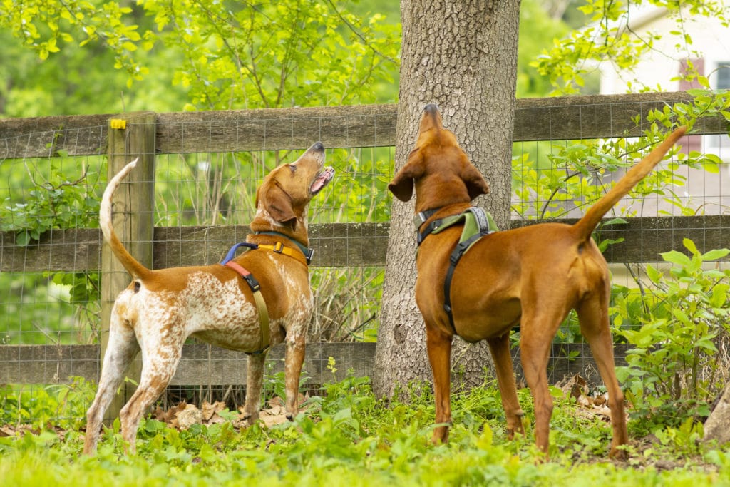 typical coonhound behaviour shown by lucy and shelby