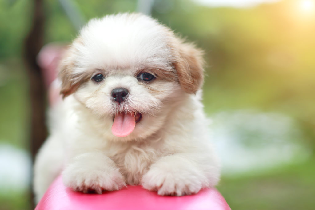 cute shih tzu