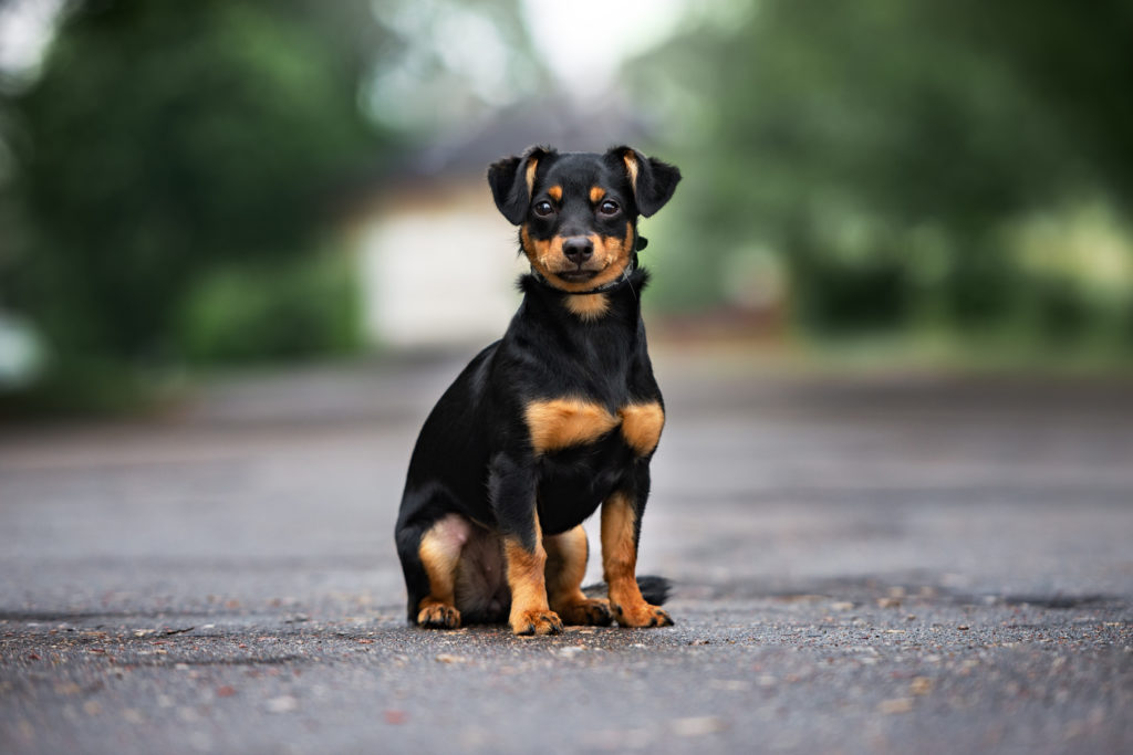 cute small breed dog