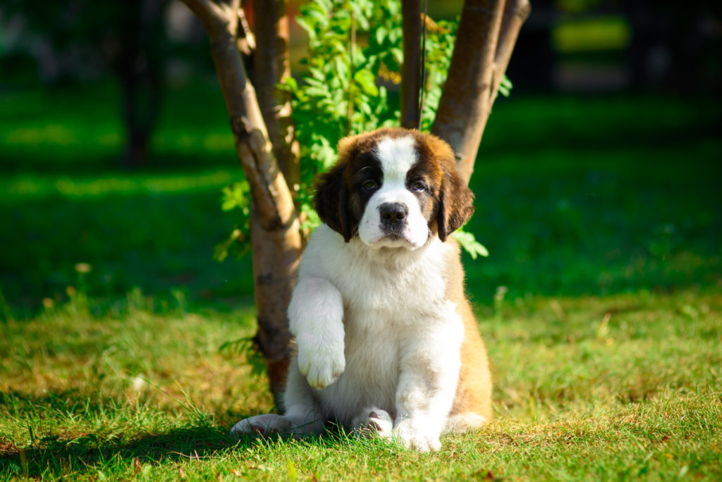cute st bernard puppy