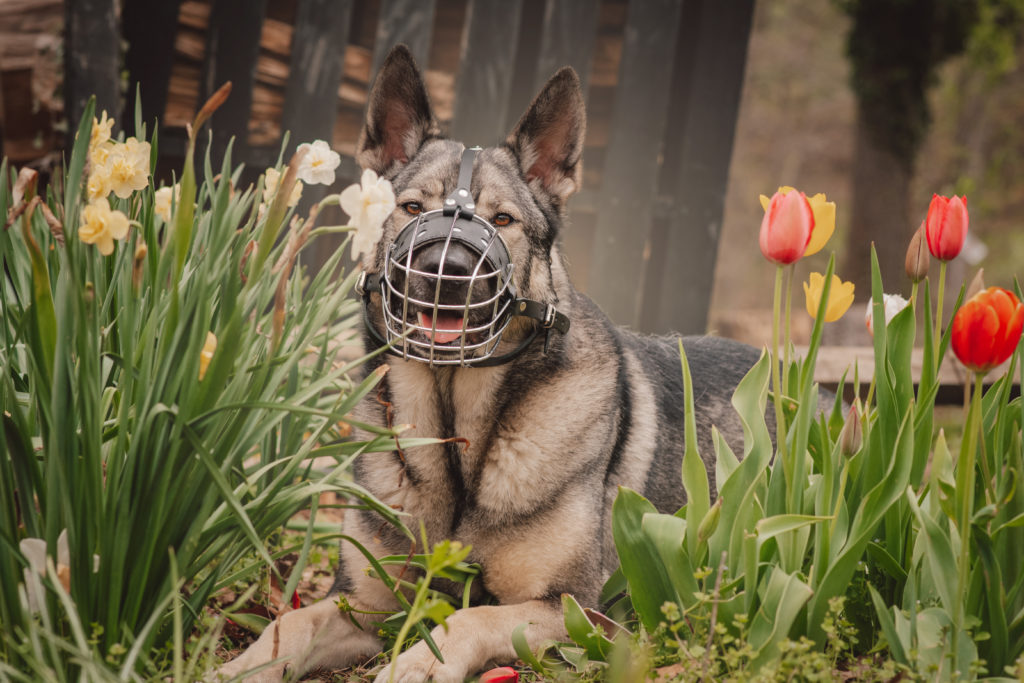 Indie amongst tulips and daffodils