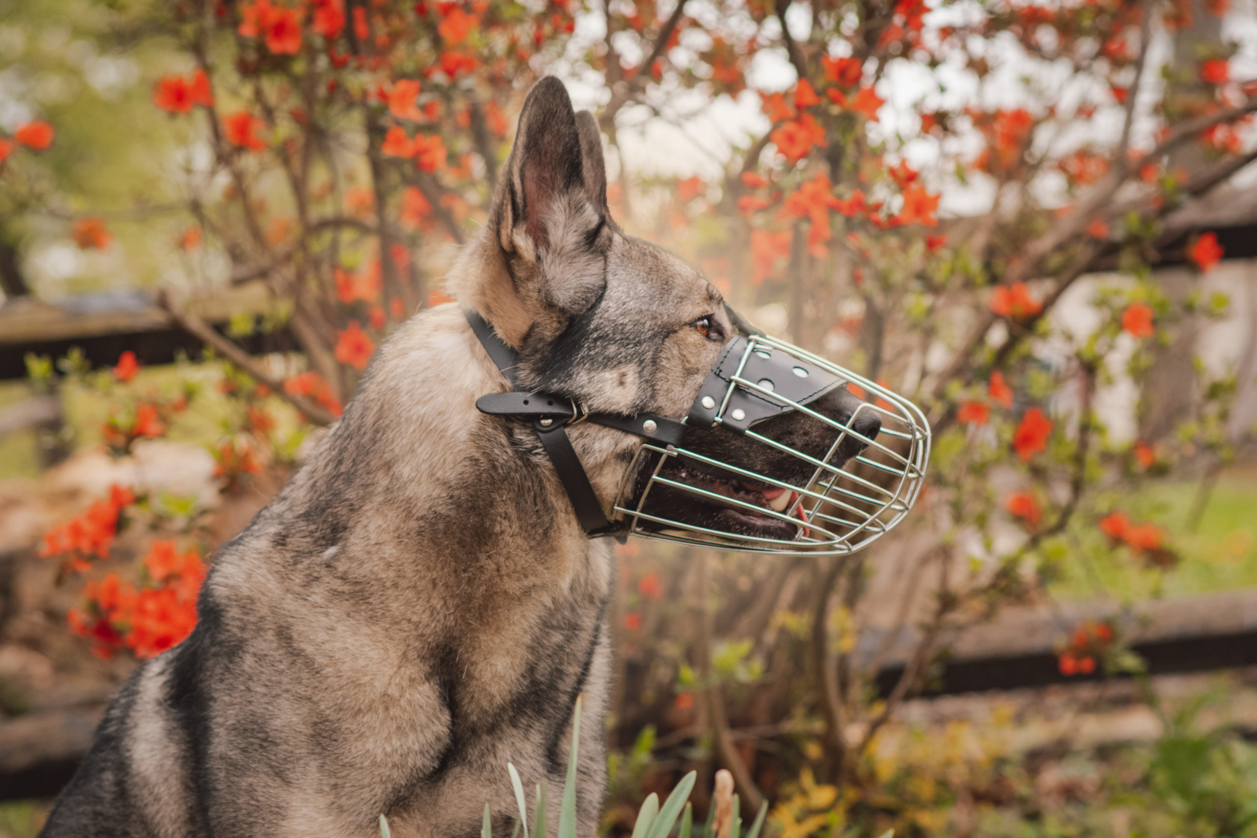 Ray Allen Wire Basket Muzzle