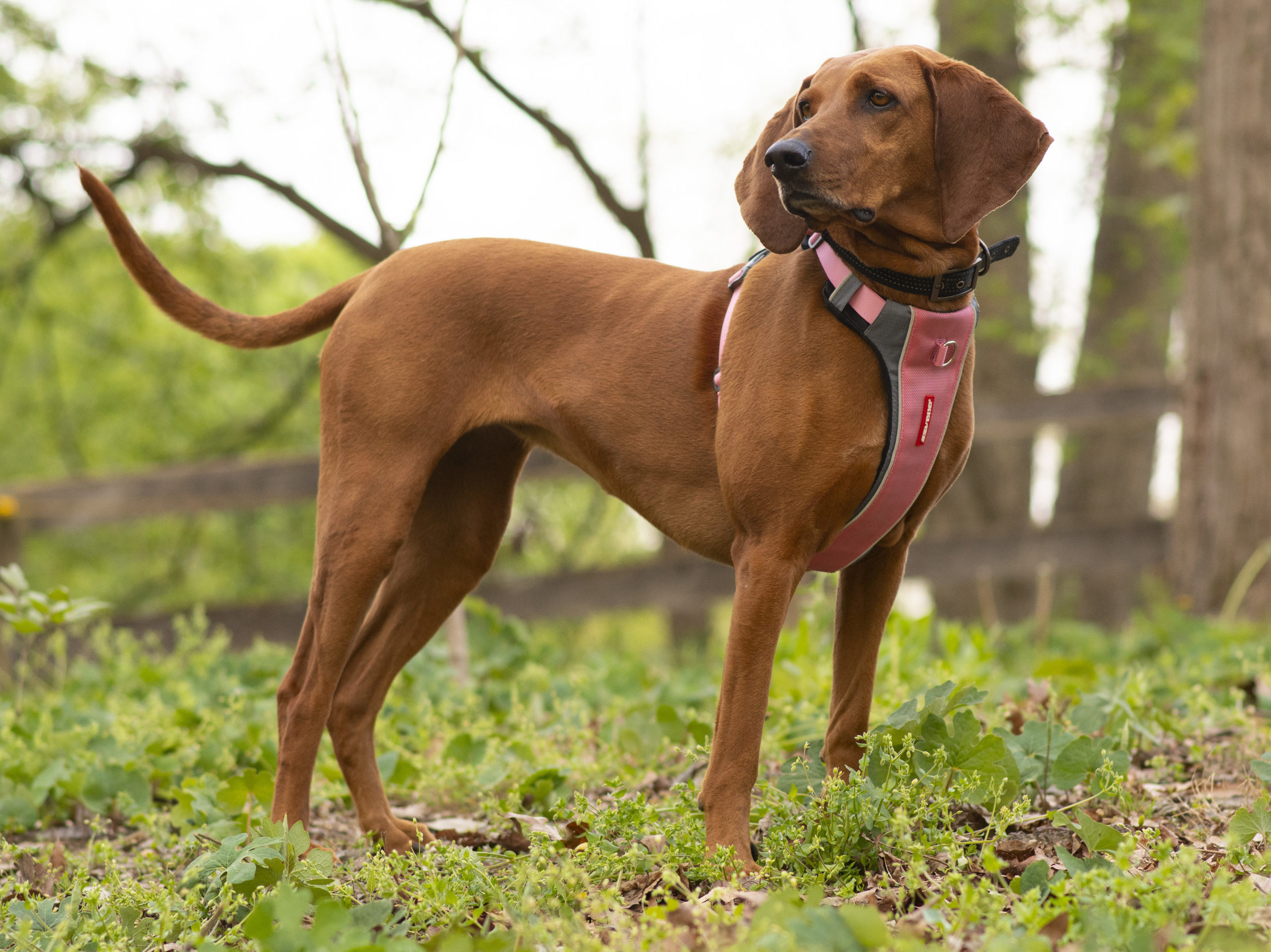 ezydog ezy dog x link xlink x-link harness for dogs bull breeds harness