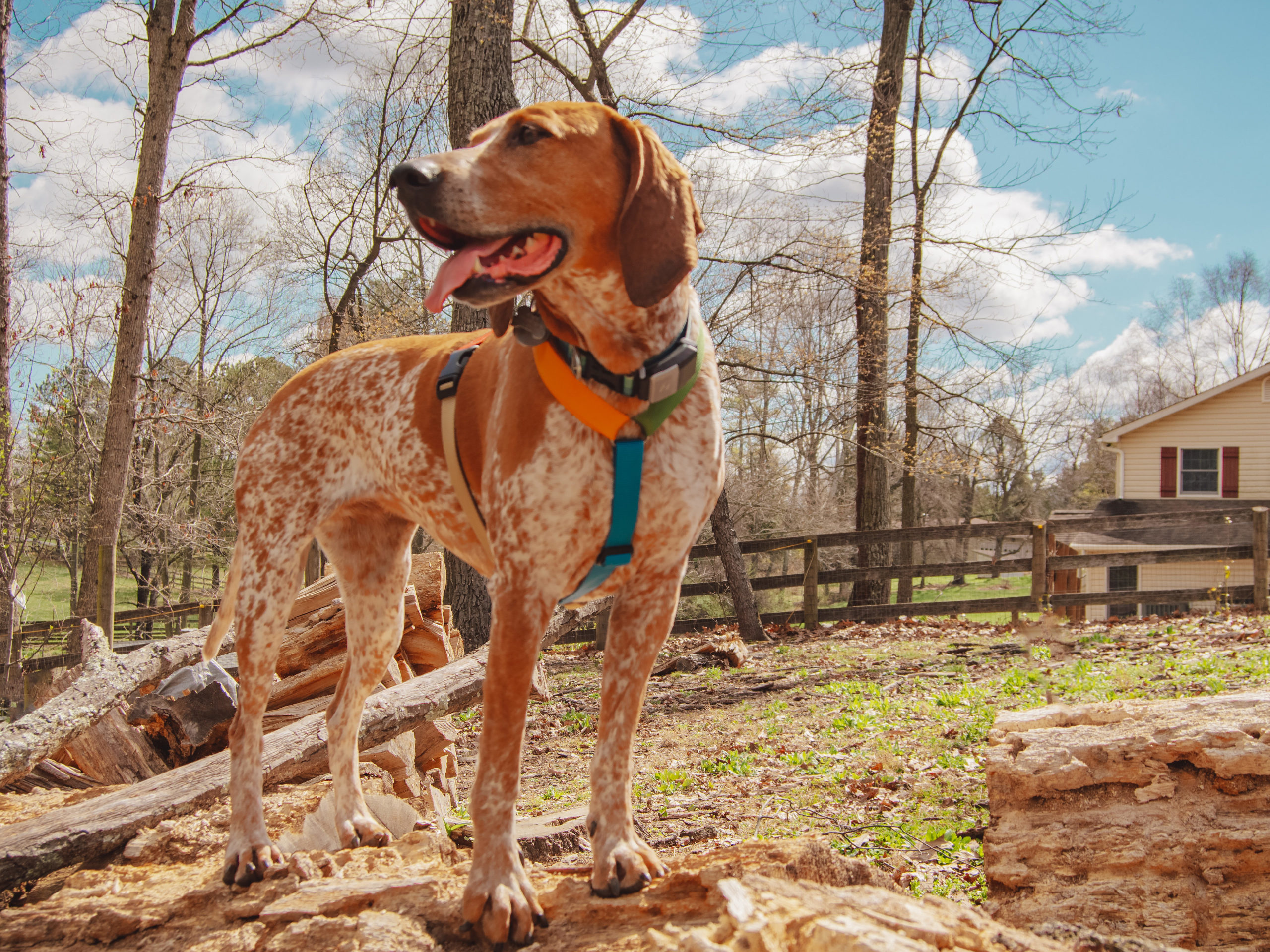 Lucy the coonhound wearing a haqihana harness