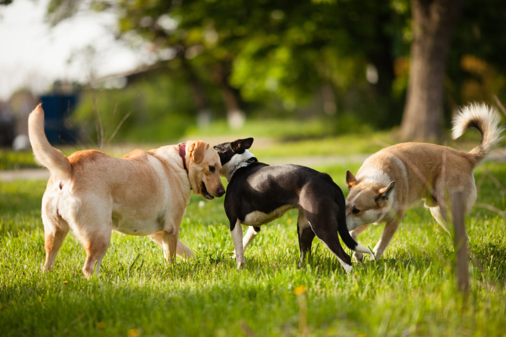 large mixed breed dogs socialising