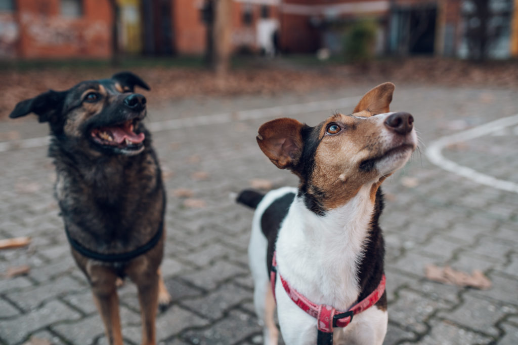 medium mixed breed socialising