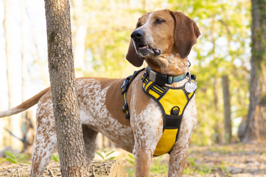rabbitgoo dog harness no pull amazon in yellow worn by lucy the coonhound