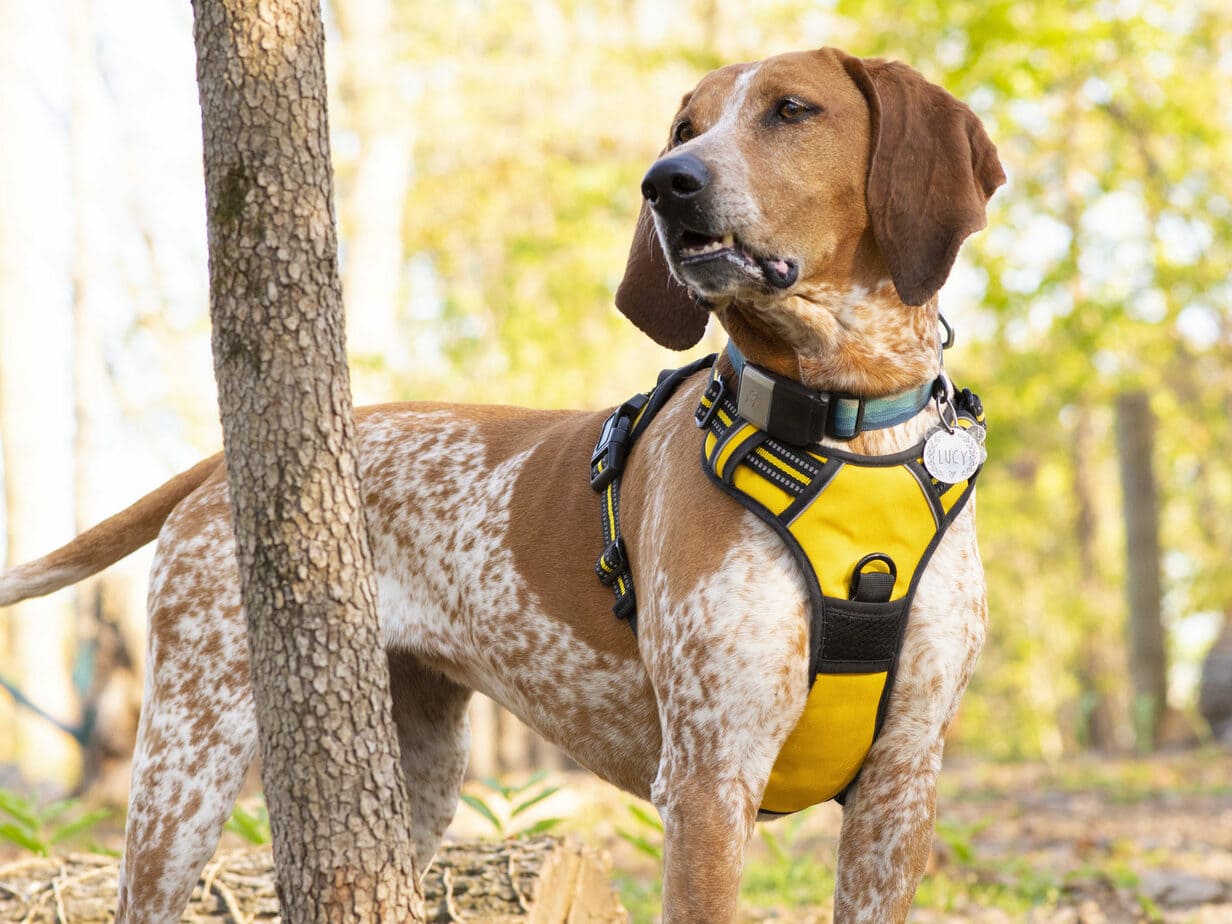 rabbitgoo dog harness no pull amazon in yellow worn by lucy the coonhound