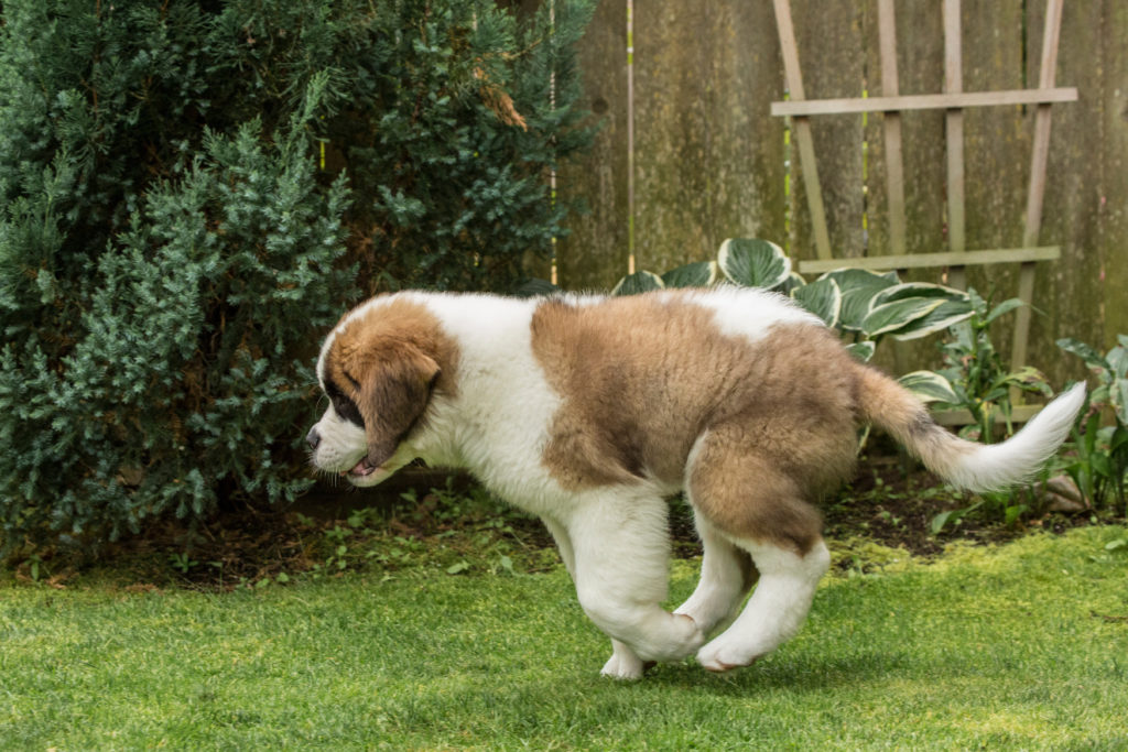 Spaying or neutering a St. Bernard is a big decision, it's best that they are responsibly bred