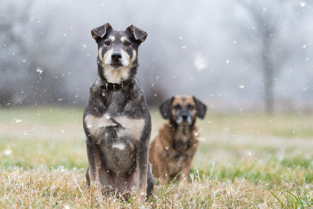 standard dog socialising