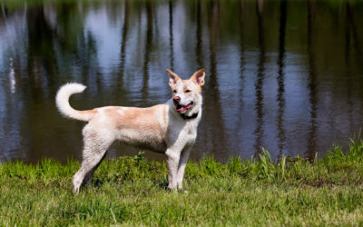 When Is The Best Time To Spay Or Neuter My Medium Mixed Breed Dog?