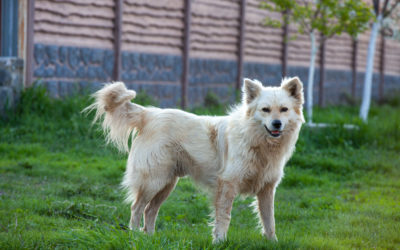 When Is The Best Time To Spay Or Neuter My Standard Mixed Breed Dog?