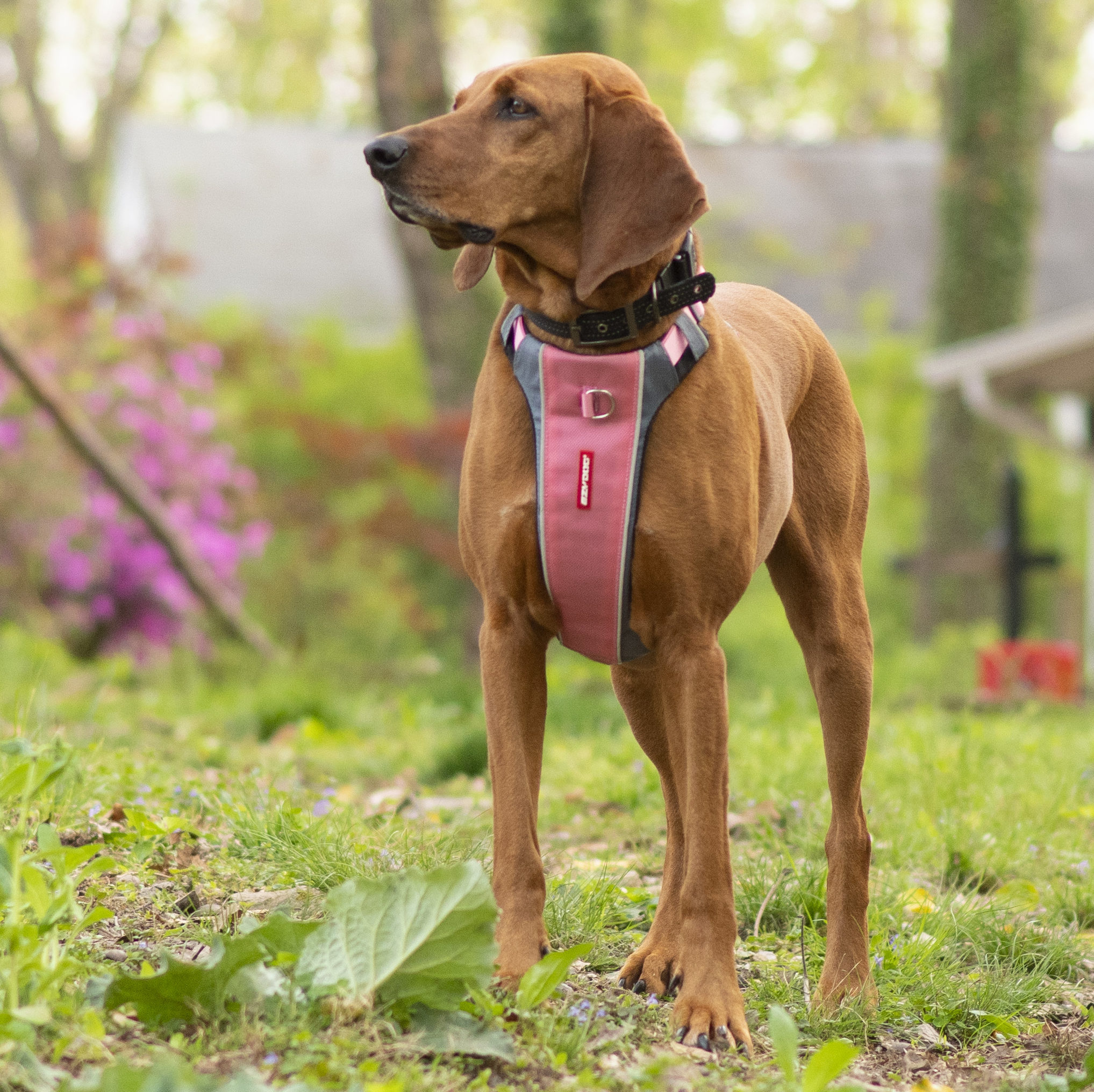 EzyDog X-Link Dog Harness