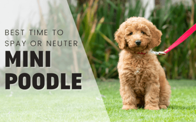 When Is The Best Time To Spay Or Neuter My Miniature Poodle?