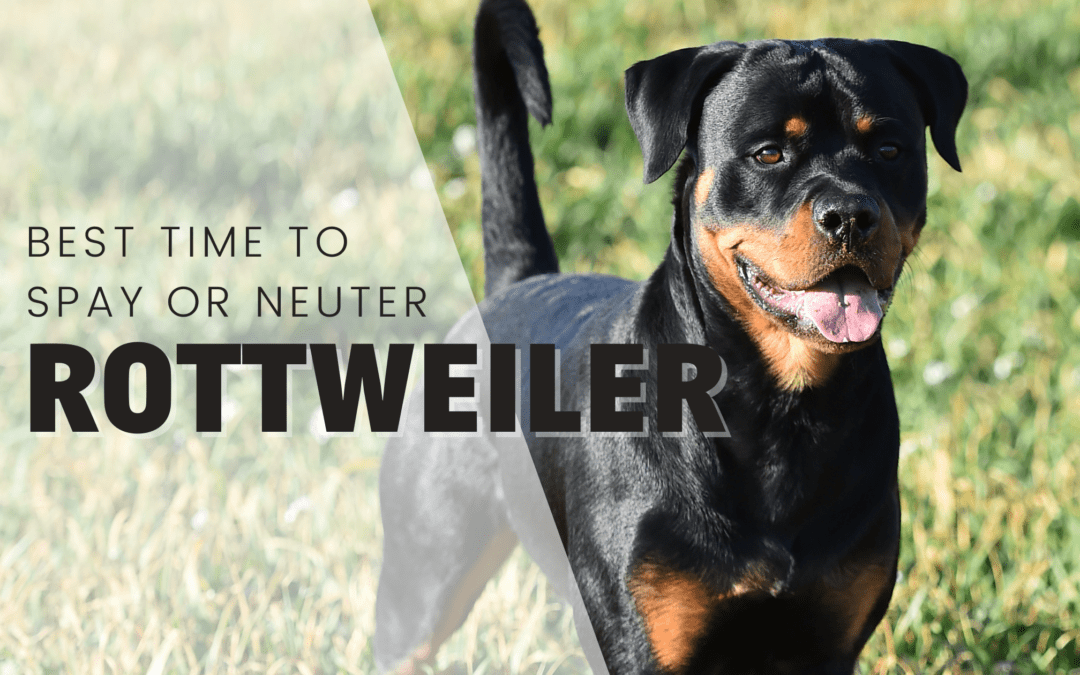 When Is The Best Time To Spay Or Neuter My Rottweiler
