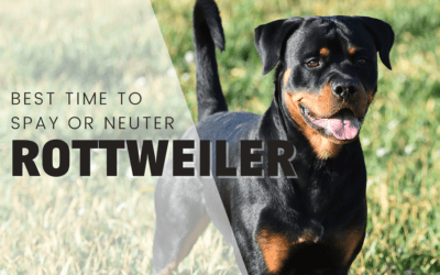 When Is The Best Time To Spay Or Neuter My Rottweiler