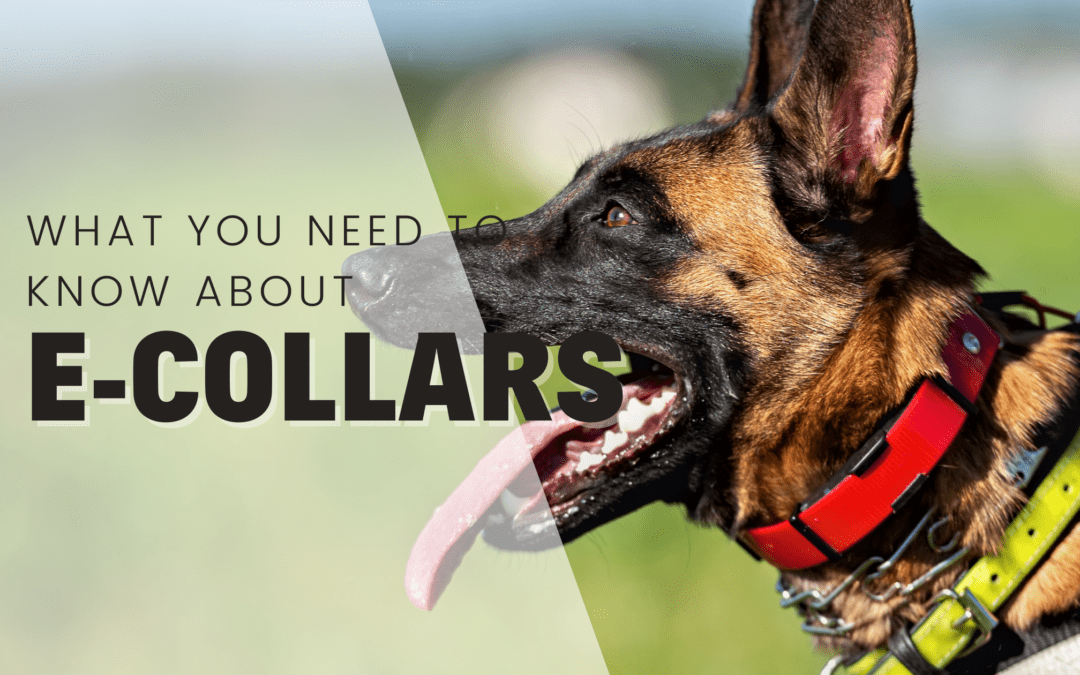 E-Collars – Everything You Need To Know Before You Buy One