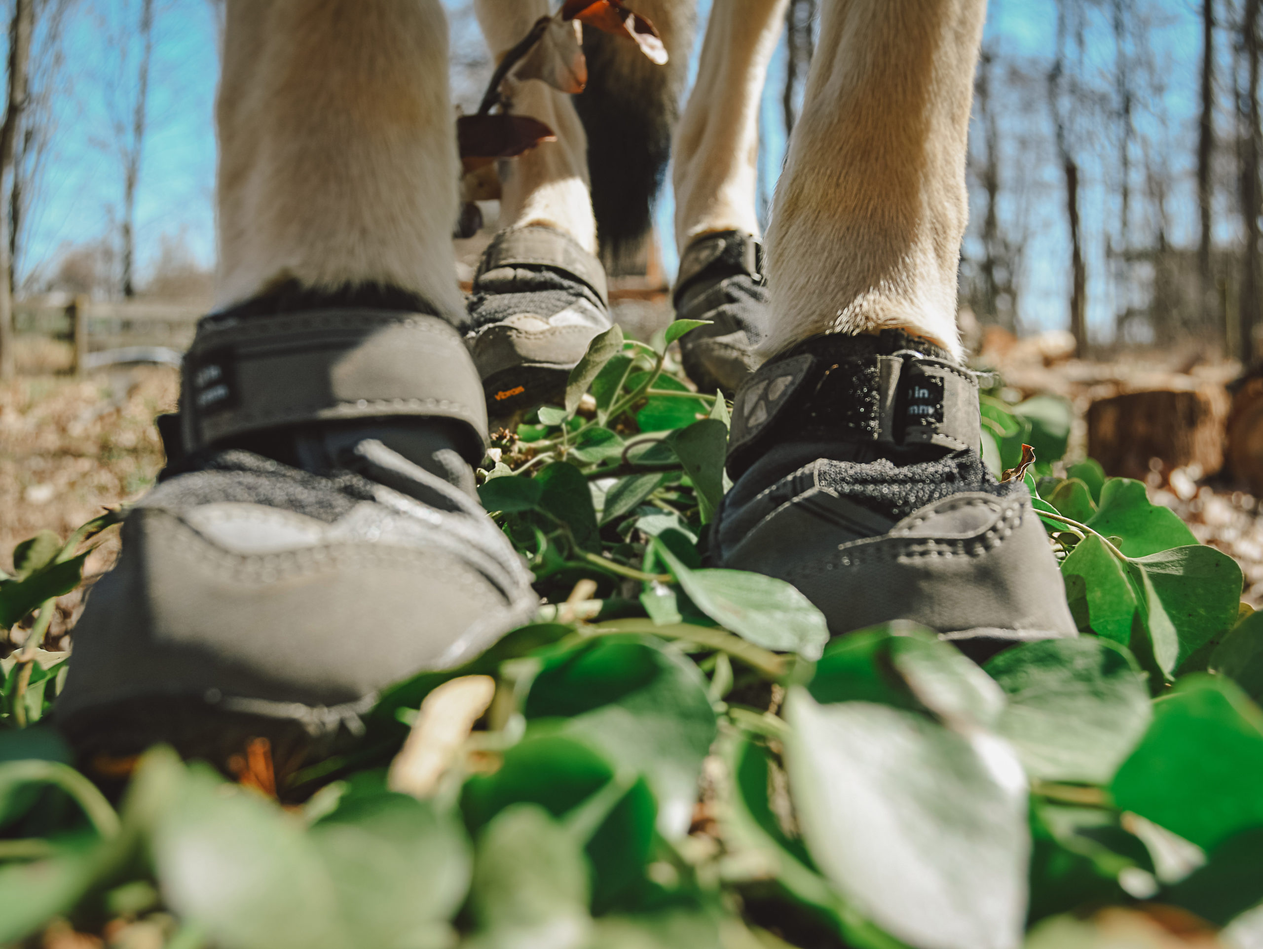 ruffwear grip trex boots for hiking
