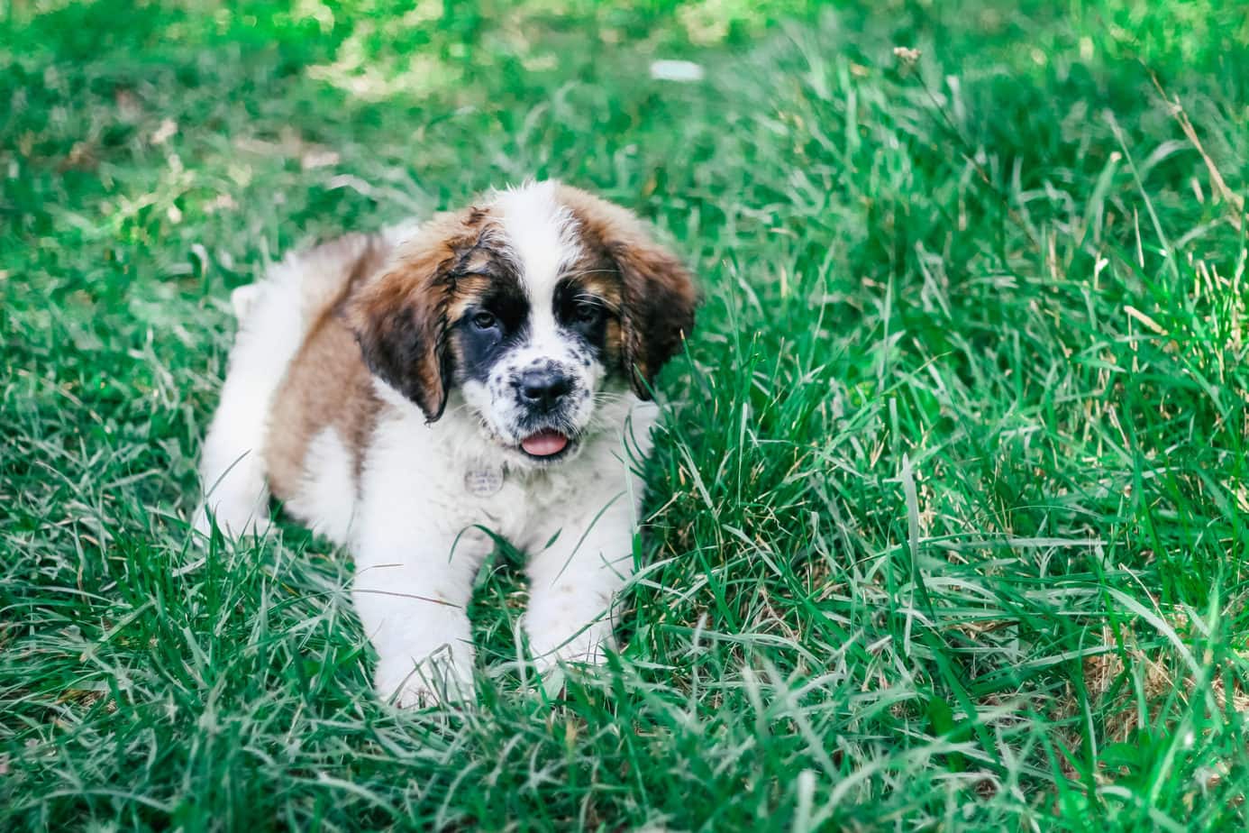 st bernard puppy