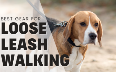 Best Gear For Teaching Loose Leash Walking