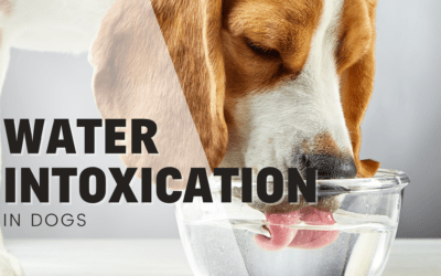 Water Intoxication: What happens when your dog drinks too much water