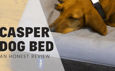 The Casper Dog Bed – An Honest Review