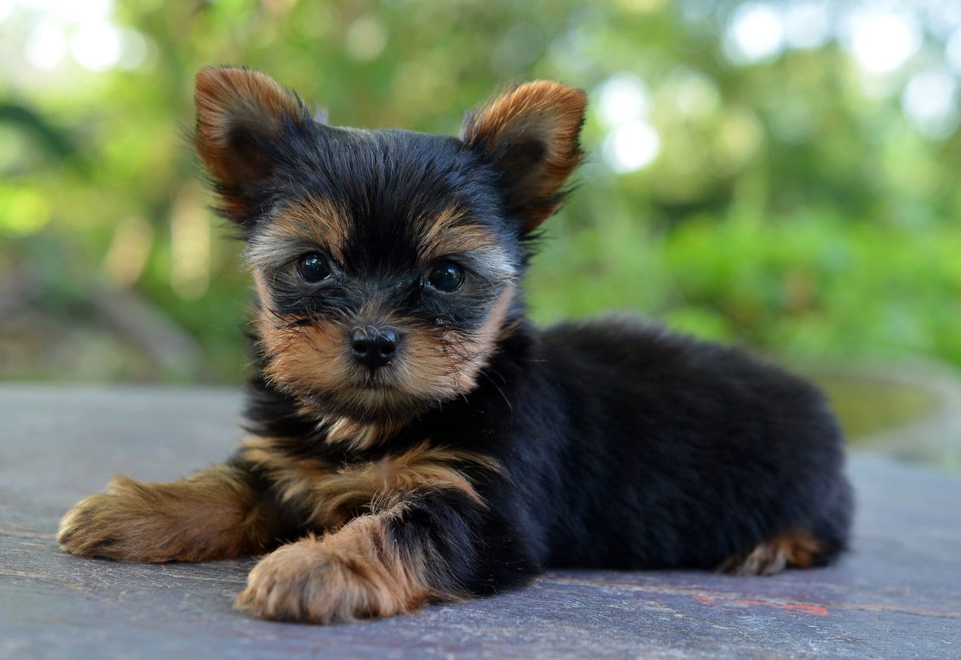 Yorkshire Terrier puppy
