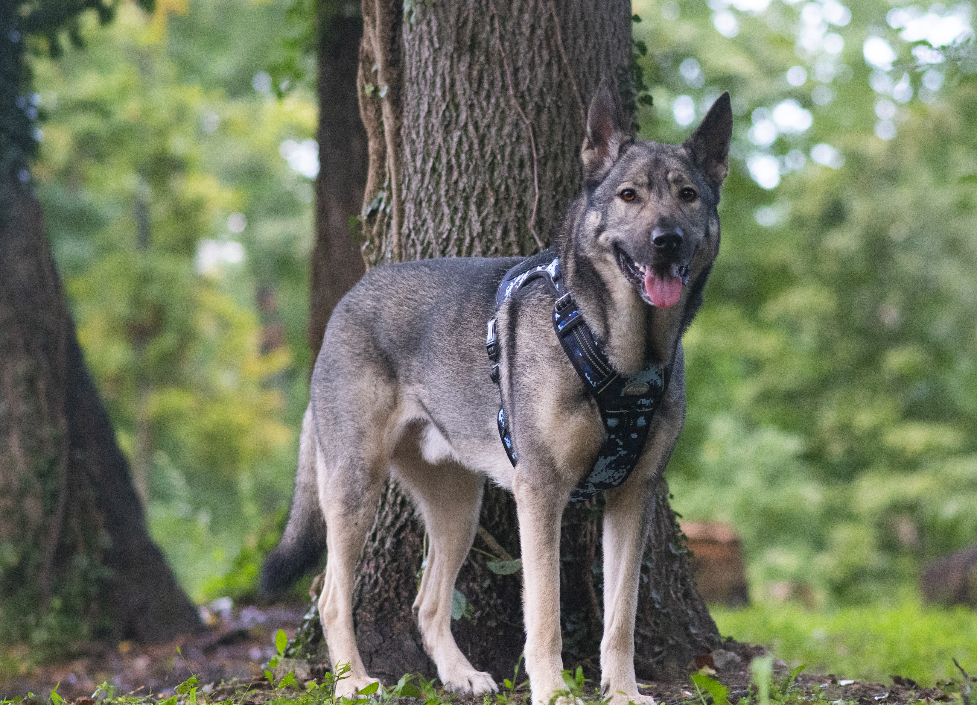 Auroth Tactical Dog Harness
