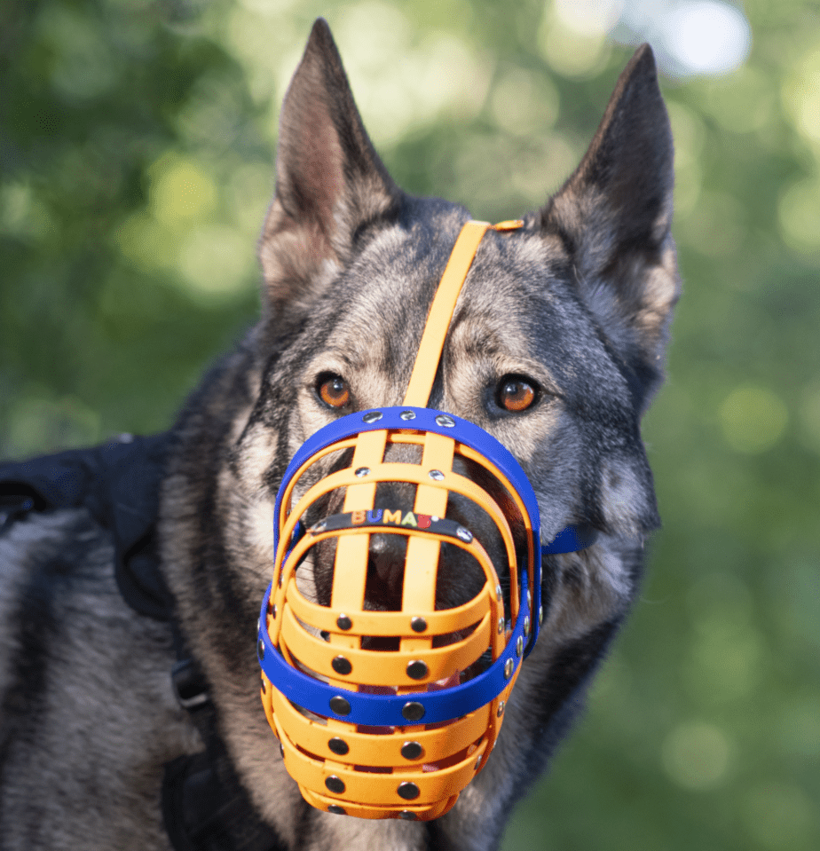 Bumas custom biothane muzzle worn by Unide the German Shepherd