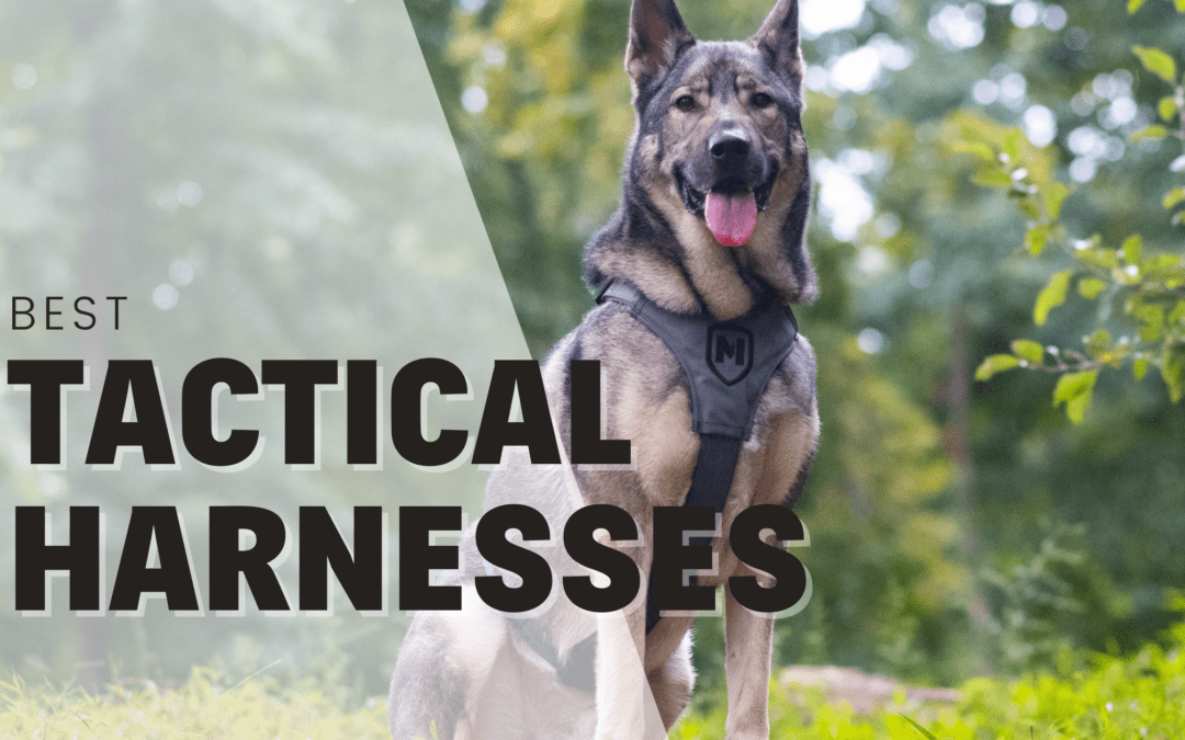 11 Best Tactical Dog Harnesses 2024