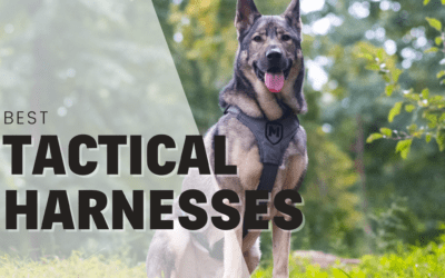 11 Best Tactical Dog Harnesses 2024