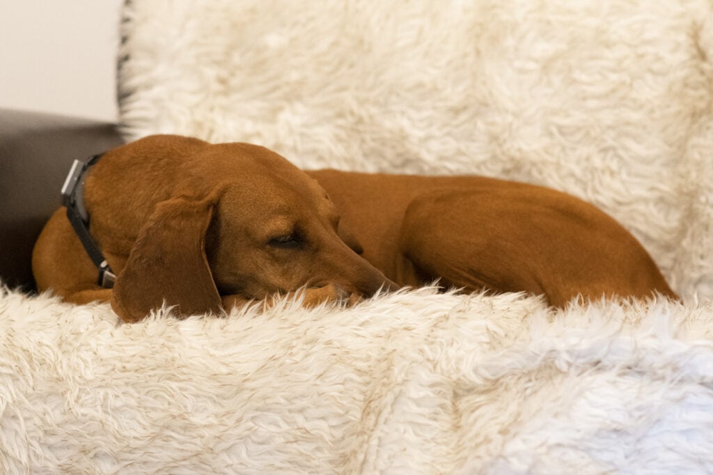 sleeping shelby hound on the paw.com pupprotector dog blanket, fluffy and gorgeous