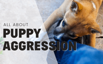 How to Train an Aggressive Puppy