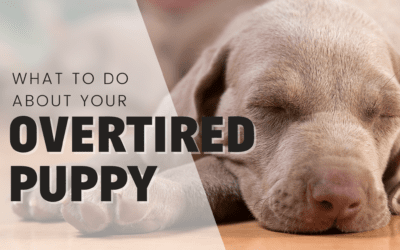 Overtired Puppy: What Is Overtiredness and 9 Ways To Help