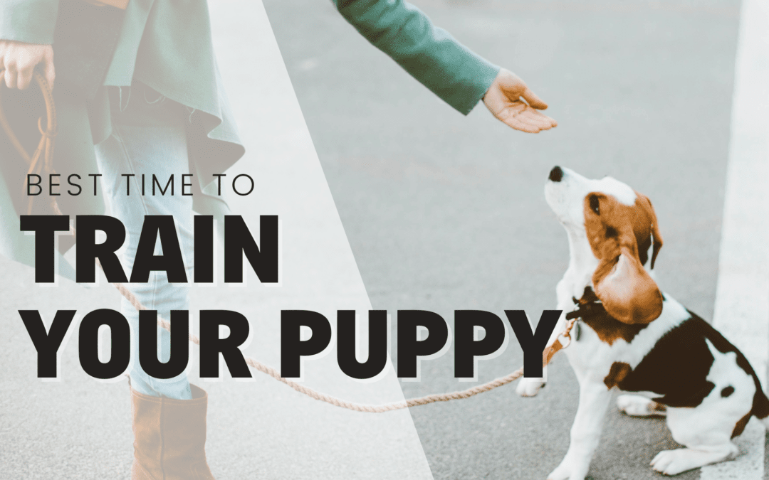 The Best Time to Train Your Puppy