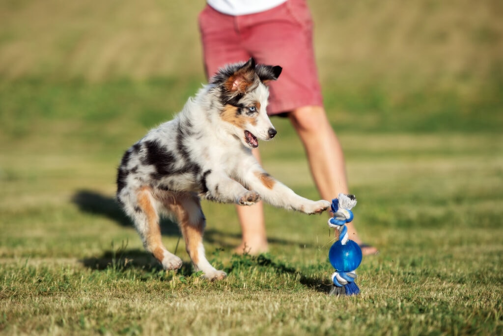 puppy playing with a toy outside