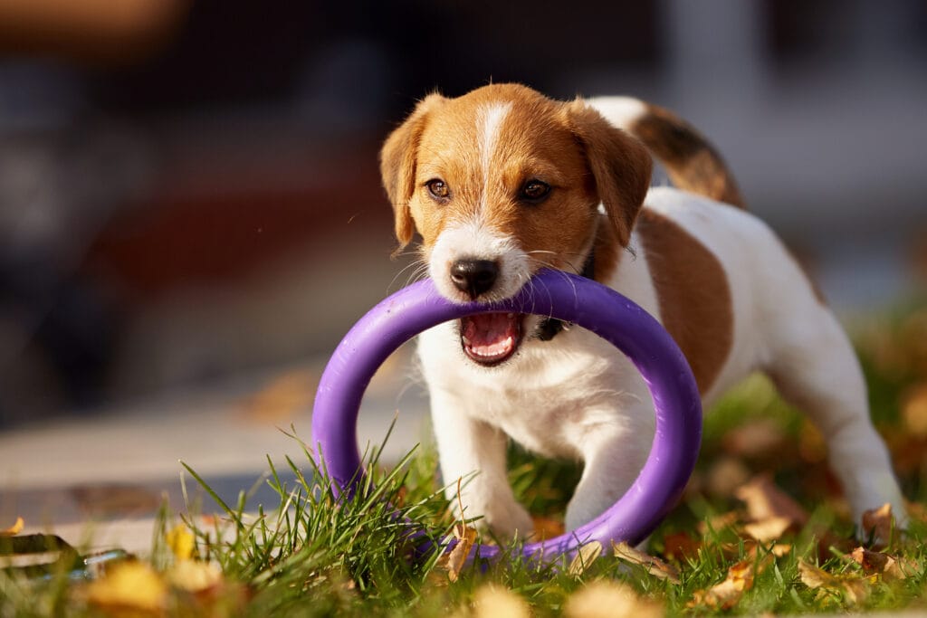 redirecting puppy with a toy for teething