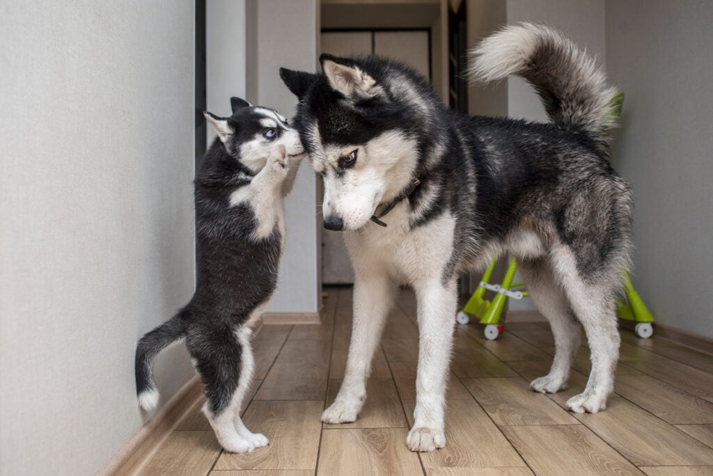 young puppy being aggressive with older dog