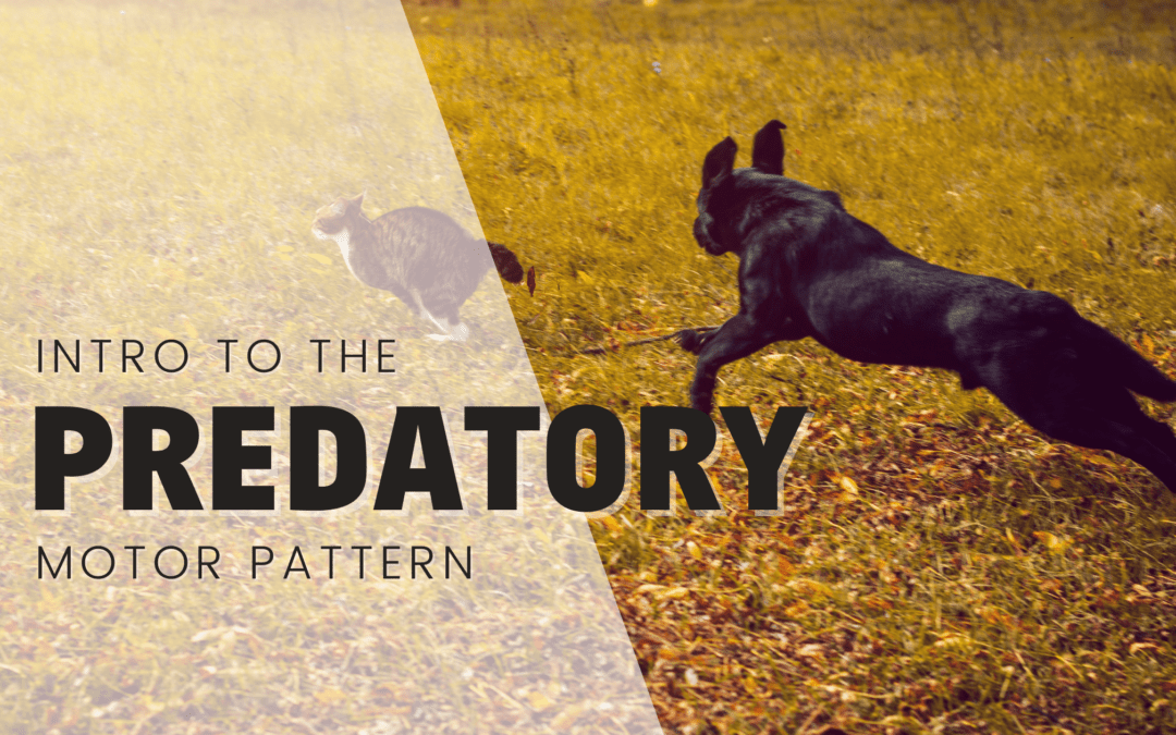Understanding the Predatory Motor Pattern In Domestic Dogs