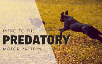 Understanding the Predatory Motor Pattern In Domestic Dogs