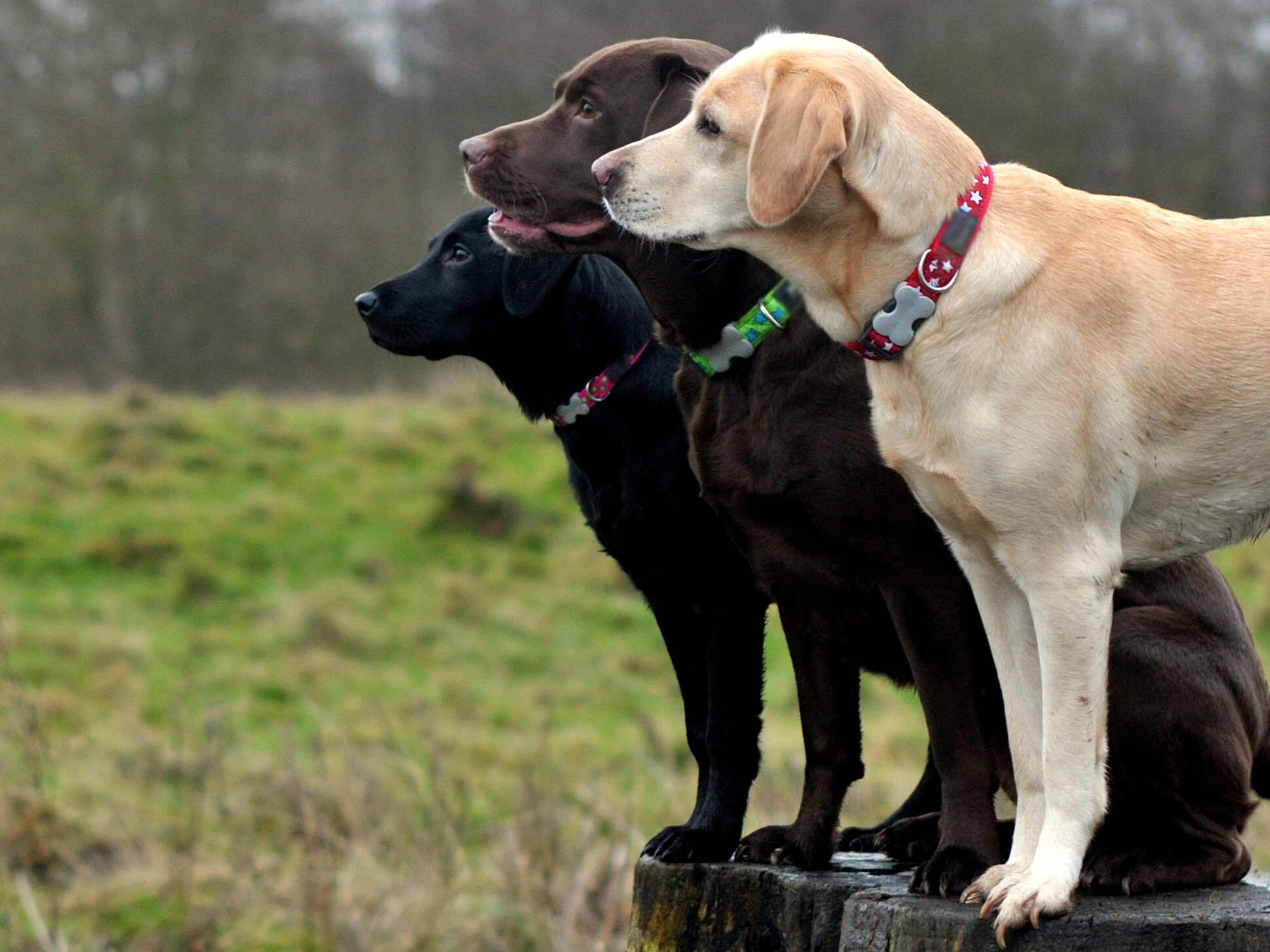 Service dog breed Labrador