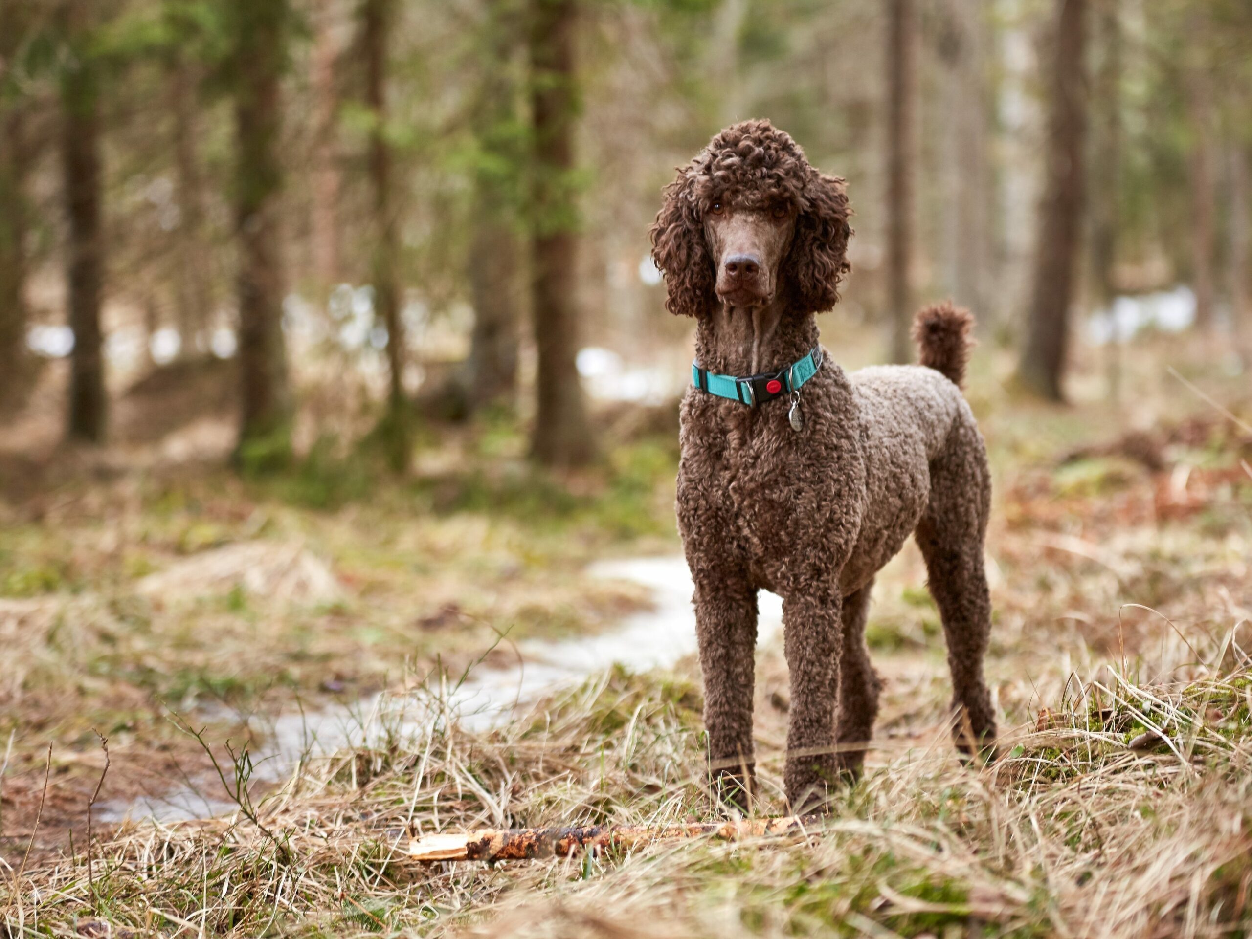 Service dog breed poodle