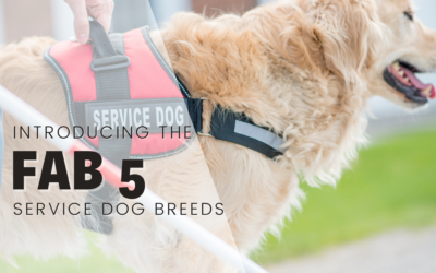 The Fab 5 Service Dogs – The Breeds Dog Trainers Recommend As Service Dogs!