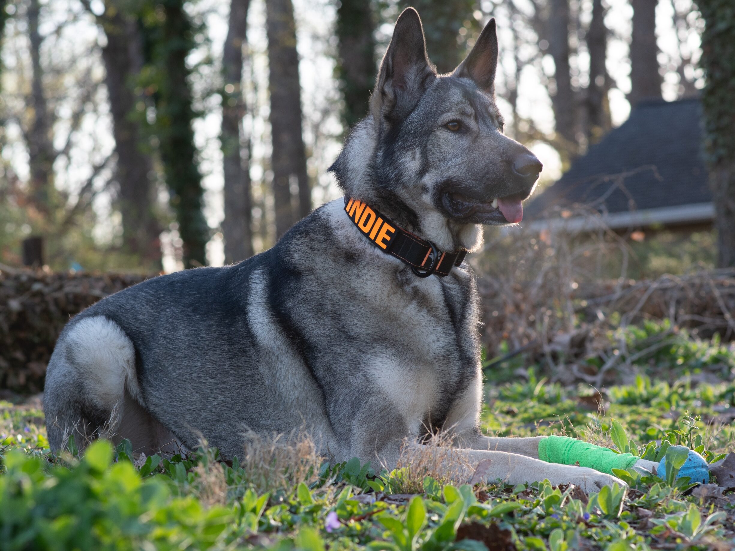 service dog breed german shepherd