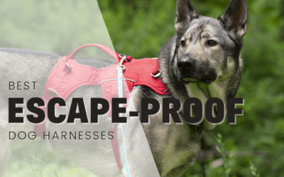 14 Best Escape Proof Dog Harnesses 2024 – According To A Pro Trainer