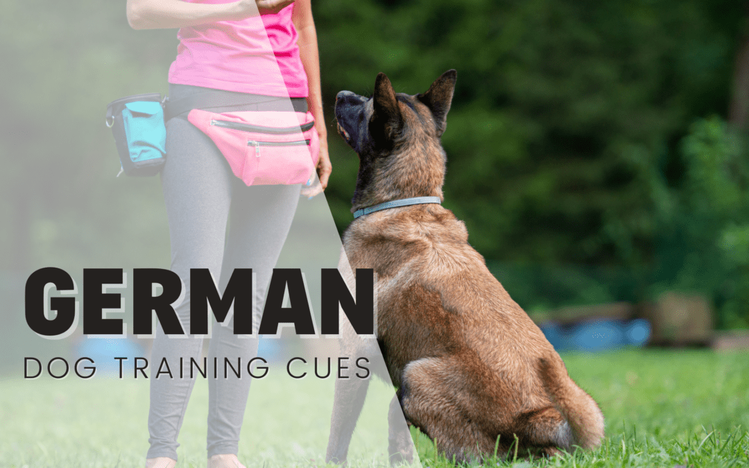 German Words For Dog Training (Schutzhund)