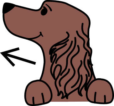 spaniel Looking away to divert attention